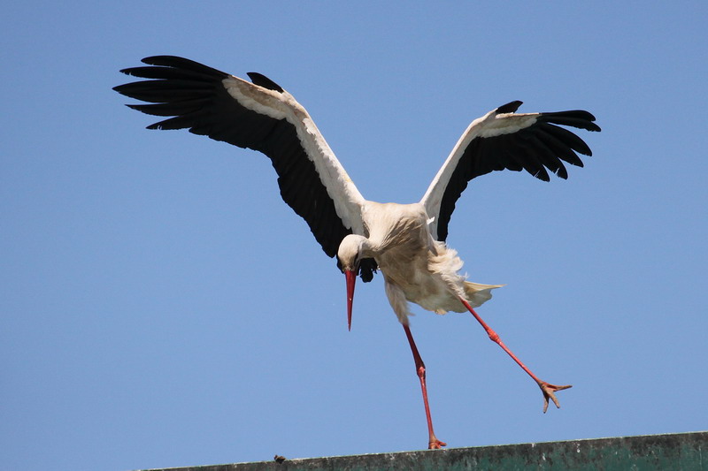 Weissstorch